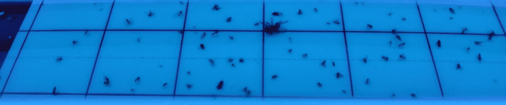 Photo d'insectes morts dans un piège à insecte à UV