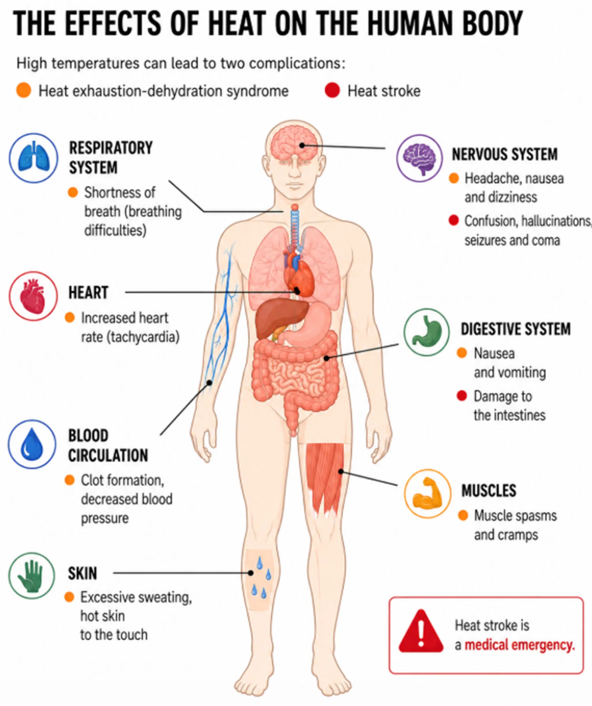 Los efectos del calor sobre el cuerpo humano