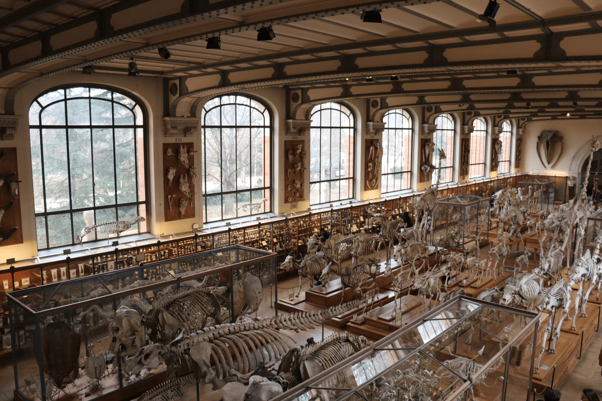 Vue intérieure de la Grande Galerie de Paléontologie du Muséum National d'Histoire Naturelle de Paris