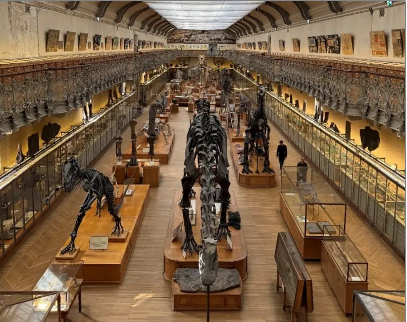 Nave central de la Galería de Paleontología del MNHN con esqueletos de dinosaurios